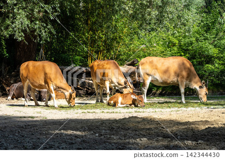 Banteng, Bos javanicus or Red Bull is a type of wild cattle. Banteng, Bos javanicus or Red Bull is a type of wild cattle. 142344430