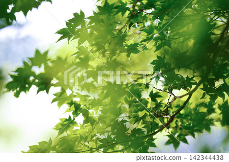 Green maple Green maple 142344438