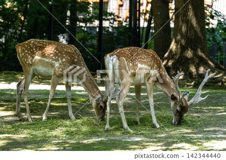 The fallow deer, Dama mesopotamica is a ruminant mammal 142344440