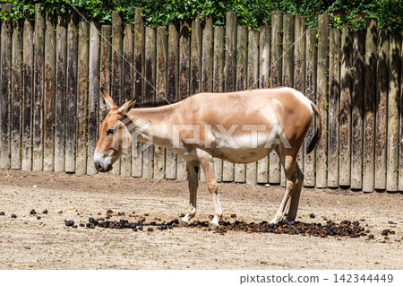 Persian onager, Equus hemionus onager. Captive-born animals that are extremely rare due to near extinction in the wild. Persian onager, Equus hemionus onager. Captive-born animals that are extremely rare due to near extinction in the wild. 142344449