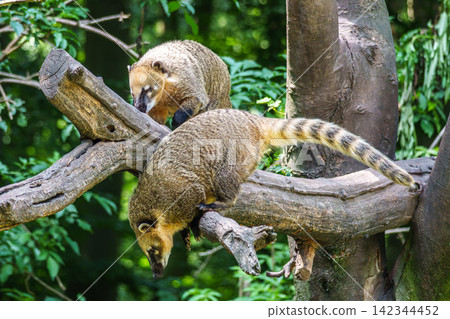 South American coati, Nasua nasua is a coati species from tropical and subtropical South America. South American coati, Nasua nasua is a coati species from tropical and subtropical South America. 142344452