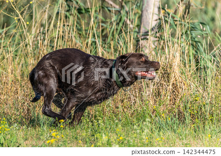 Labrador retriever, Canis lupus familiaris on a grass field. Healthy chocolate brown labrador retriever Labrador retriever, Canis lupus familiaris on a grass field. Healthy chocolate brown labrador retriever 142344475