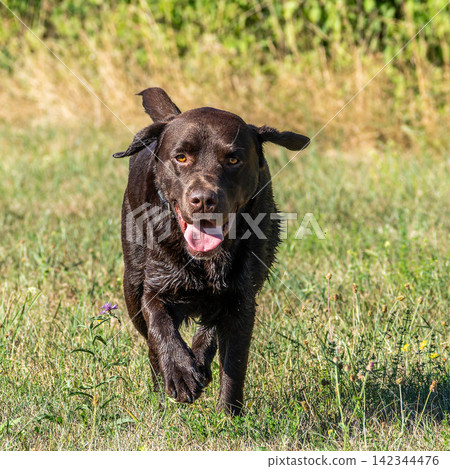 Labrador retriever, Canis lupus familiaris on a grass field. Healthy chocolate brown labrador retriever Labrador retriever, Canis lupus familiaris on a grass field. Healthy chocolate brown labrador retriever 142344476