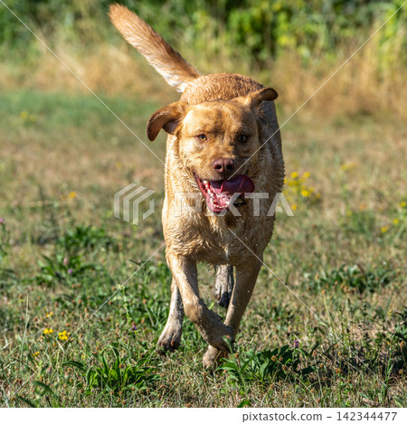 Labrador retriever, Canis lupus familiaris on a grass field. Healthy chocolate brown labrador retriever 142344477
