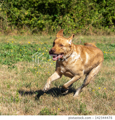Labrador retriever, Canis lupus familiaris on a grass field. Healthy chocolate brown labrador retriever Labrador retriever, Canis lupus familiaris on a grass field. Healthy chocolate brown labrador retriever 142344478