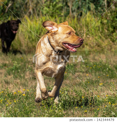 Labrador retriever, Canis lupus familiaris on a grass field. Healthy chocolate brown labrador retriever Labrador retriever, Canis lupus familiaris on a grass field. Healthy chocolate brown labrador retriever 142344479
