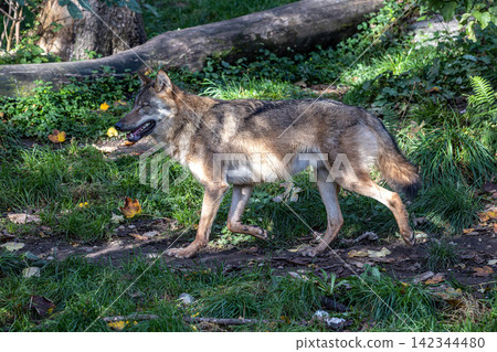 European Grey Wolf, Canis lupus in a german park European Grey Wolf, Canis lupus in a german park 142344480