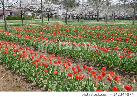 Tulip 142344874