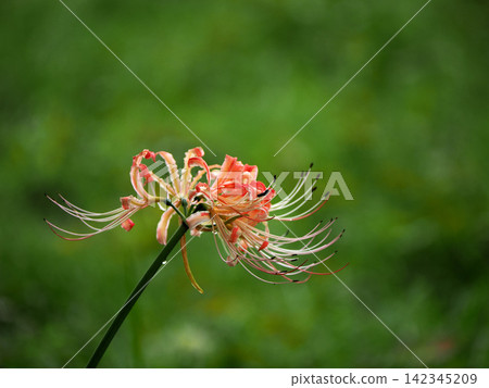 A cluster amaryllis that begins to bloom 142345209