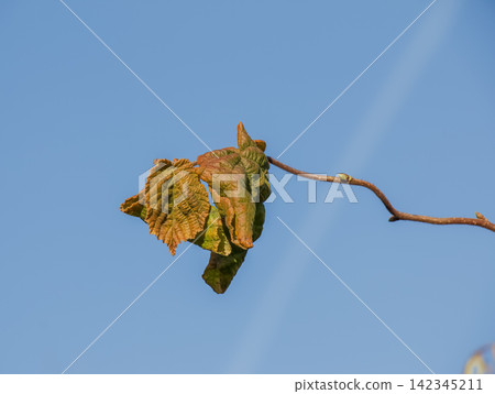 Autumn Leaves on Twisted Corkscrew Hazel Twig Against Blue Sky Autumn Leaves on Twisted Corkscrew Hazel Twig Against Blue Sky 142345211