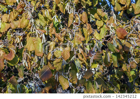 Tangled Corkscrew Hazel Branches with Autumn Foliage and Catkins Tangled Corkscrew Hazel Branches with Autumn Foliage and Catkins 142345212