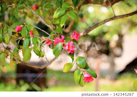 小粉山茶花,侘助 小粉山茶花,侘助 142345267