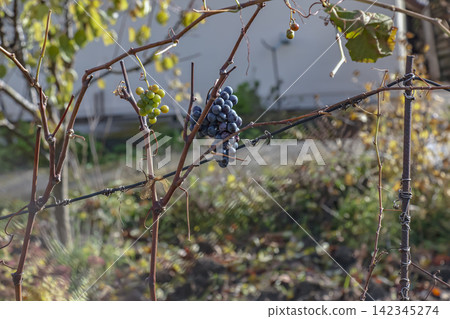 Green and Dark Grapes Growing on Bare Vines in Autumn 142345274