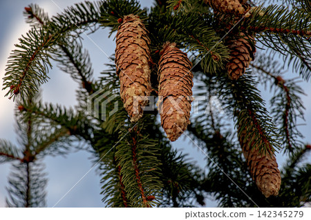 Brown Norway Spruce Cones Surrounded by Dark Green Needles Brown Norway Spruce Cones Surrounded by Dark Green Needles 142345279