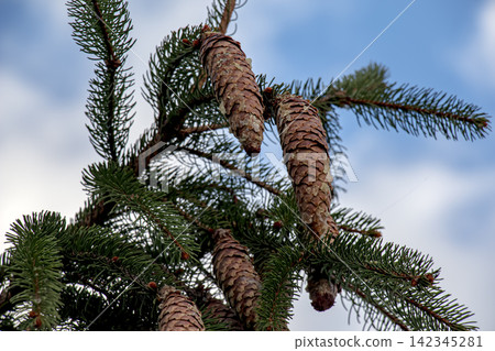 Cluster of Mature Norway Spruce Cones on Evergreen Branches Cluster of Mature Norway Spruce Cones on Evergreen Branches 142345281