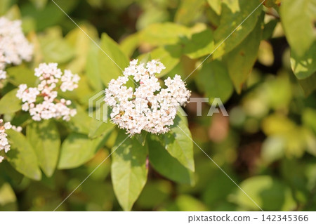 Refreshing flowers of the evergreen viburnum. Refreshing flowers of the evergreen viburnum. 142345366