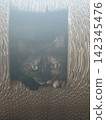 一隻貓抬頭 142345476