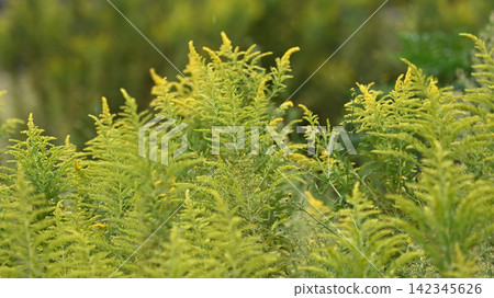 Golden rod - also suitable for land and real estate Golden rod - also suitable for land and real estate 142345626