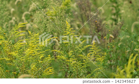Golden rod - also suitable for land and real estate Golden rod - also suitable for land and real estate 142345627