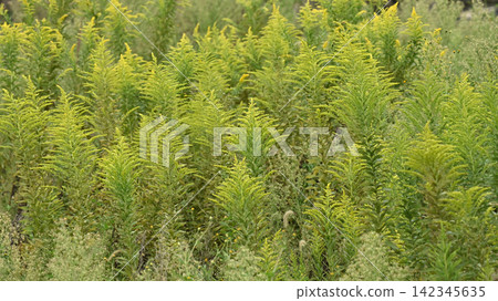 Golden rod - also suitable for land and real estate Golden rod - also suitable for land and real estate 142345635