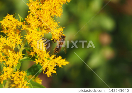 Golden rod - also suitable for land and real estate Golden rod - also suitable for land and real estate 142345640