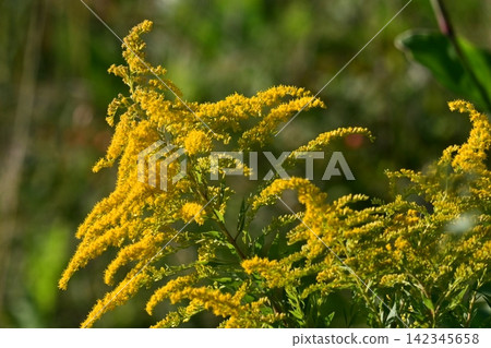 Golden rod - also suitable for land and real estate Golden rod - also suitable for land and real estate 142345658