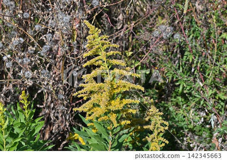Golden rod - also suitable for land and real estate Golden rod - also suitable for land and real estate 142345663