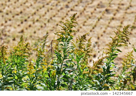 Golden rod - also suitable for land and real estate Golden rod - also suitable for land and real estate 142345667
