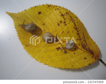 snails snails 142345909