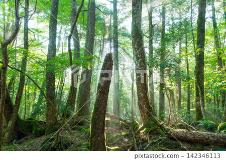 Rays of light shining through the Aokigahara forest at the foot of Mount Fuji Rays of light shining through the Aokigahara forest at the foot of Mount Fuji 142346113