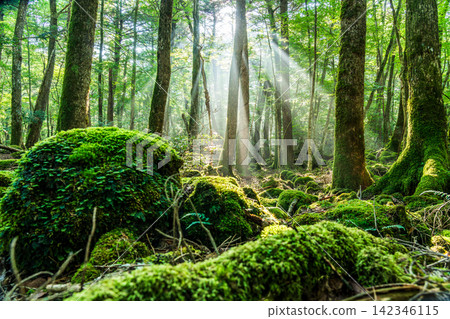 Rays of light shining through the Aokigahara forest at the foot of Mount Fuji Rays of light shining through the Aokigahara forest at the foot of Mount Fuji 142346115