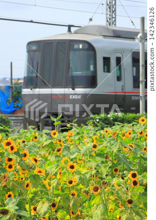 盛夏時節,小田急30000系EXEα型列車疾馳在小田原線上,向日葵簇擁著它(攝於2026年8月22日) 盛夏時節,小田急30000系EXEα型列車疾馳在小田原線上,向日葵簇擁著它(攝於2026年8月22日) 142346126
