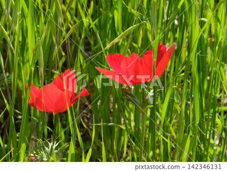 Spring bloom of anemones (Anemone coronaria) in the Negev Spring bloom of anemones (Anemone coronaria) in the Negev 142346131