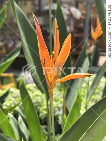 Parrot's beak or parrot flower (Heliconia psittacorum) Parrot's beak or parrot flower (Heliconia psittacorum) 142346132