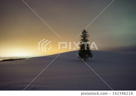 北海道美瑛的雪景:【聖誕樹】靜夜的開始(橫向視圖) 北海道美瑛的雪景:【聖誕樹】靜夜的開始(橫向視圖) 142346219