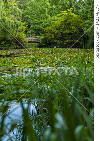 日本北海道札幌市,原北海道政府辦公大樓前花園的睡蓮池和木橋。 日本北海道札幌市,原北海道政府辦公大樓前花園的睡蓮池和木橋。 142346377