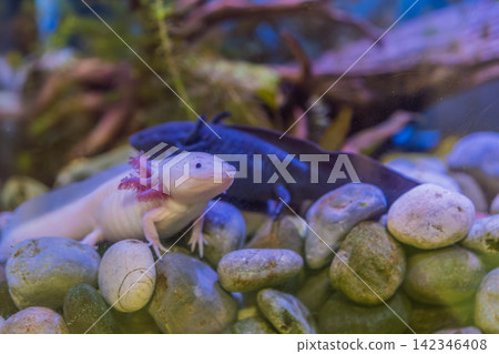 Several axolotls rest and swim among stones in freshwater aquarium, showing endangered species, amphibian biology and conservation education concept Several axolotls rest and swim among stones in freshwater aquarium, showing endangered species, amphibian biology and conservation education concept 142346408