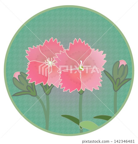 Illustration of a salmon pink dianthus with a circular background. Illustration of a salmon pink dianthus with a circular background. 142346481