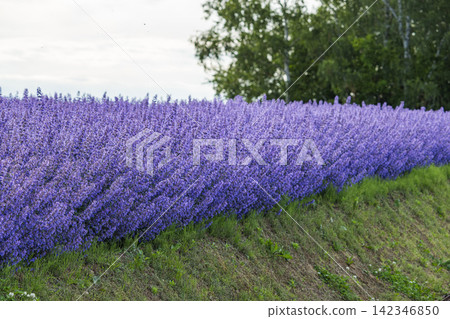 Vibrant purple blue salvias blooming beautifully on the embankment of Shikisai-no-oka in Biei, Hokkaido, Japan. Vibrant purple blue salvias blooming beautifully on the embankment of Shikisai-no-oka in Biei, Hokkaido, Japan. 142346850