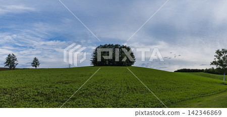 溫和七丘的樹木矗立在日本北海道美瑛町廣闊的夏季農地之中。 142346869