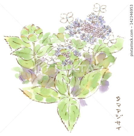 A watercolor illustration of hydrangeas, specifically the ball-shaped hydrangea, which blooms from summer to autumn. A watercolor illustration of hydrangeas, specifically the ball-shaped hydrangea, which blooms from summer to autumn. 142346953
