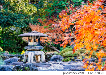 Autumn leaves at the Former Furukawa Garden in Tokyo Autumn leaves at the Former Furukawa Garden in Tokyo 142347030