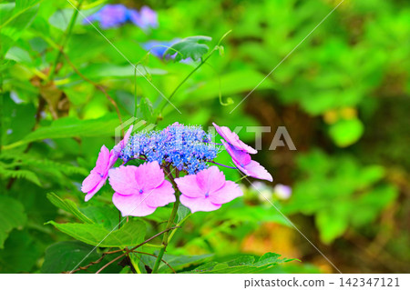 繡球花 繡球花 142347121
