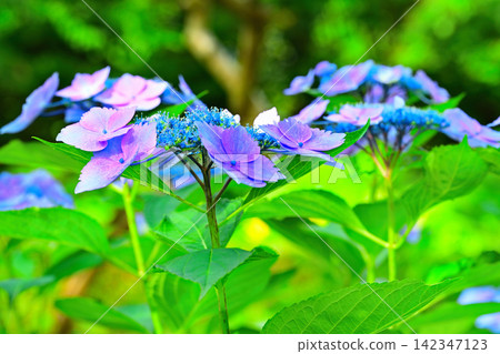 繡球花 繡球花 142347123