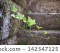 New shoots of ivy growing from an old stone wall 142347125