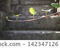Morning light shines on the new shoots of ivy leaves growing from an old stone wall. 142347126