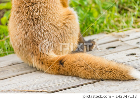 A close-up of the tail of a wild red fox living on Oronko Rock in Shari Town, Hokkaido, Japan. A close-up of the tail of a wild red fox living on Oronko Rock in Shari Town, Hokkaido, Japan. 142347138