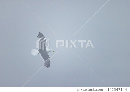Great Black-backed Gulls flying around Oronko Rock in Shari Town, Hokkaido, Japan. Great Black-backed Gulls flying around Oronko Rock in Shari Town, Hokkaido, Japan. 142347144