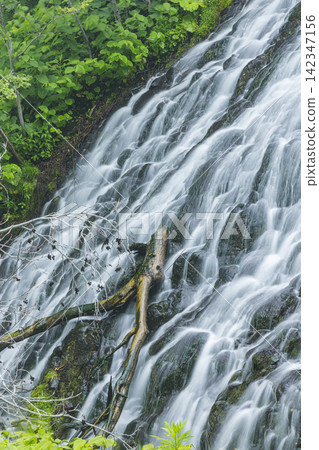 Oshinkoshin Falls in early summer, surrounded by fresh greenery in Shari Town, Hokkaido, Japan Oshinkoshin Falls in early summer, surrounded by fresh greenery in Shari Town, Hokkaido, Japan 142347156