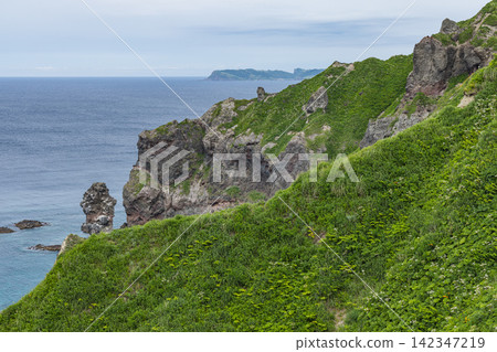 Japan, Shakotan Town, Kamui Cape: Slopes covered in vibrant bamboo grass and sheer cliff faces. Japan, Shakotan Town, Kamui Cape: Slopes covered in vibrant bamboo grass and sheer cliff faces. 142347219